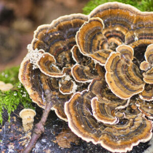 Turkey tail mushroom helps to boost the immune system.