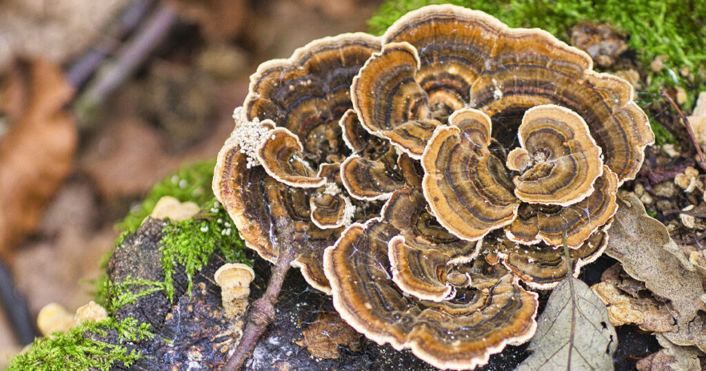 Turkey tail mushroom helps to boost the immune system.